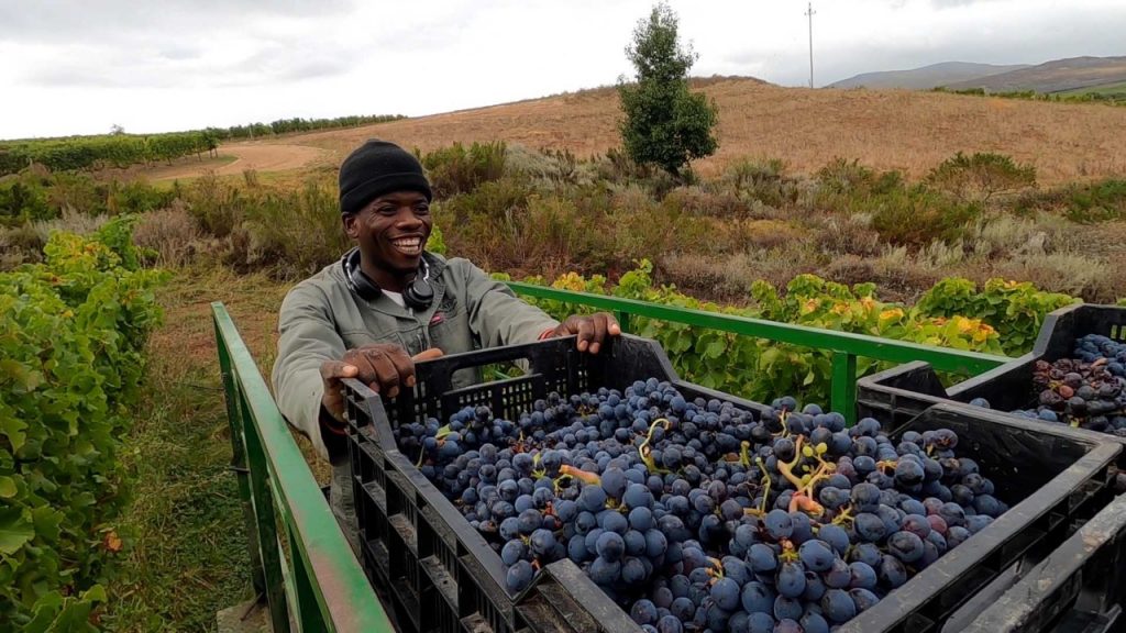 South Africa’s wine Industry where Challenges are Solved with Technology