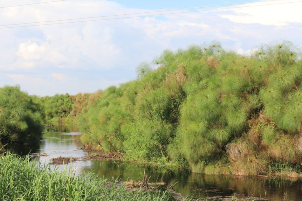 County Governments urged to Save Wetlands from Encroachers