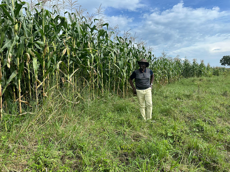 17m bags of maize harvest expected from six counties – study