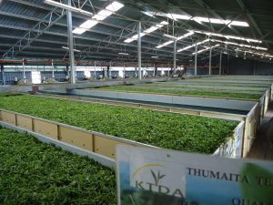 Thumaita-Tea-Factory-Kenya-Tea-Development-Agency-1